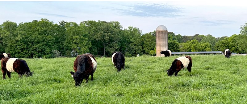 Belted cows grazing in pasture at Fearrington Village in Pittsboro, North Carolina with silo in background