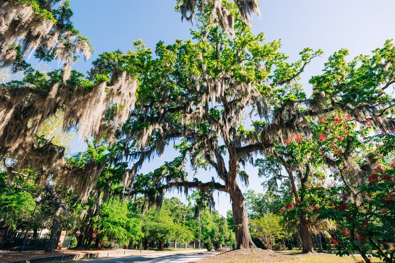 Live oak trees with Spanish moss lining a street in Wilmington, NC.